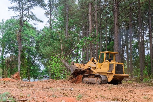 Trees Clearing in Redding