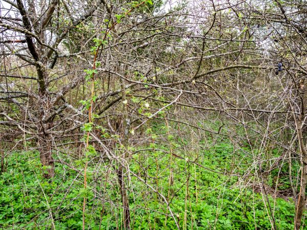 Underbrush Clearing in Redding