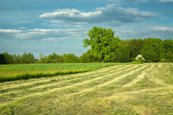 Vegetation Removal in Redding