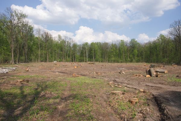 Cost of Pasture Clearing in Redding