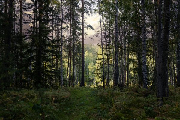 Cost of Pine Tree Clearing in Redding