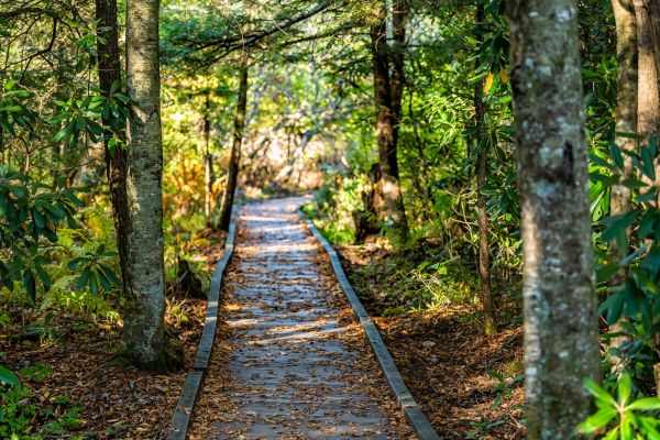 Trail Clearing in Redding